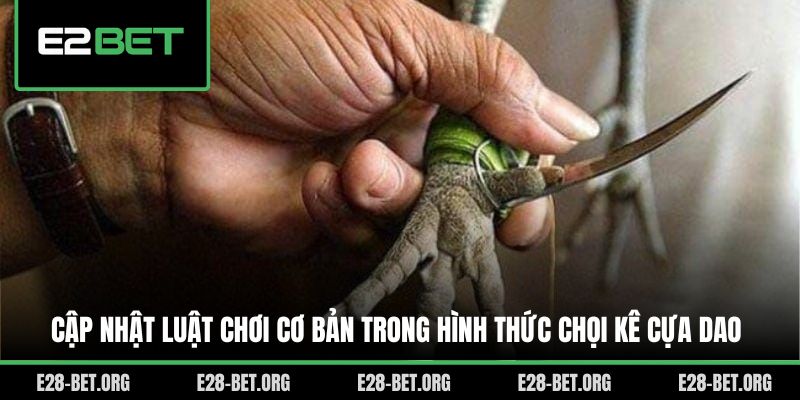 Cập nhật luật chơi cơ bản trong hình thức chọi kê cựa dao