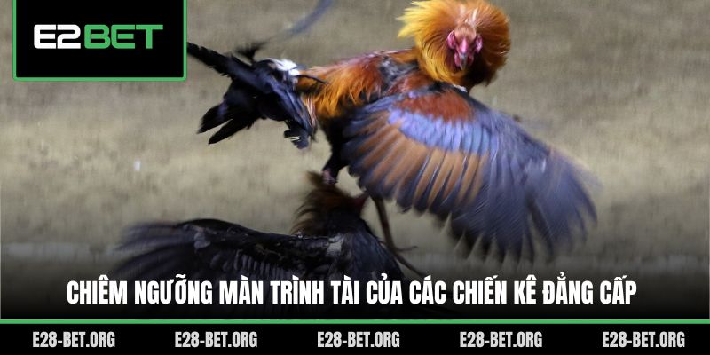 Chiêm ngưỡng màn trình tài của các chiến kê đẳng cấp