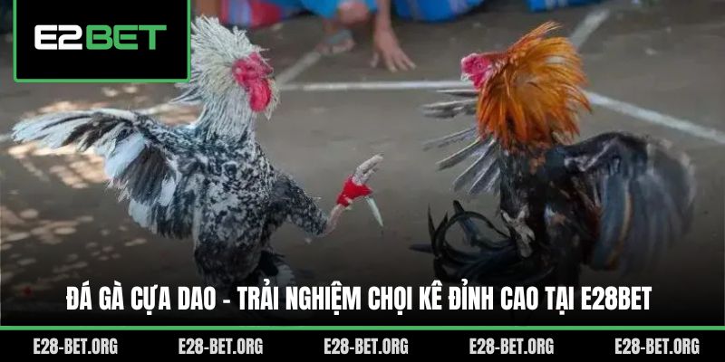 Đá Gà Cựa Dao - Trải Nghiệm Chọi Kê Đỉnh Cao Tại E28bet