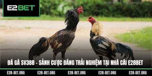 Đá Gà SV388 - Sảnh Cược Đáng Trải Nghiệm Tại Nhà Cái E28bet