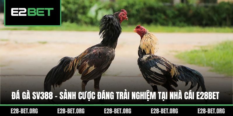Đá Gà SV388 - Sảnh Cược Đáng Trải Nghiệm Tại Nhà Cái E28bet