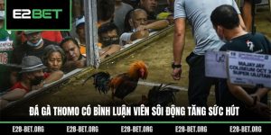 Đá Gà Thomo Có Bình Luận Viên Sôi Động Tăng Sức Hút
