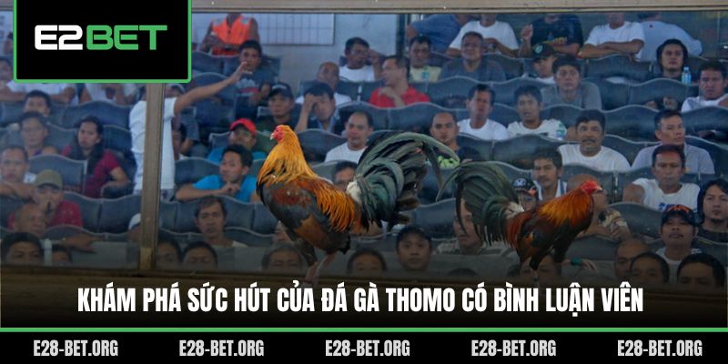 Khám phá sức hút của đá gà Thomo có bình luận viên