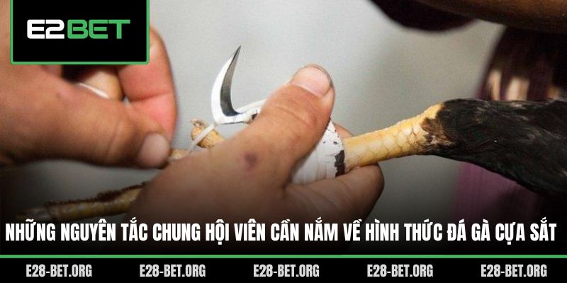 Những nguyên tắc chung hội viên cần nắm về hình thức đá gà cựa sắt