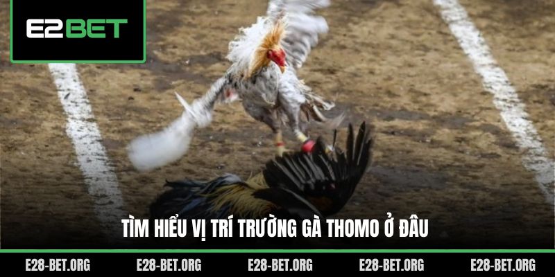 Tìm hiểu vị trí trường gà thomo ở đâu