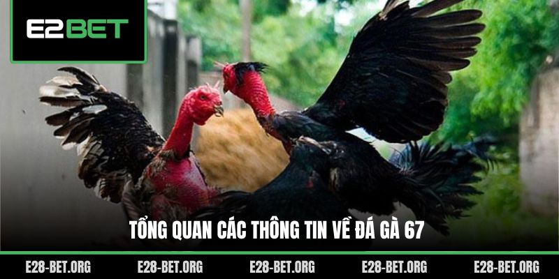 Tổng quan các thông tin về đá gà 67