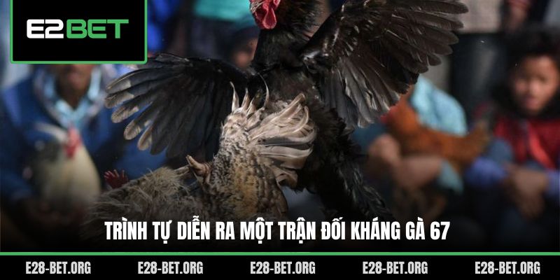 Trình tự diễn ra một trận đối kháng gà 67