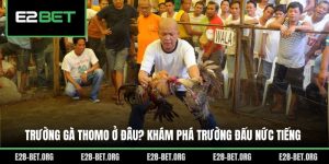 Trường Gà Thomo Ở Đâu? Khám Phá Trường Đấu Nức Tiếng