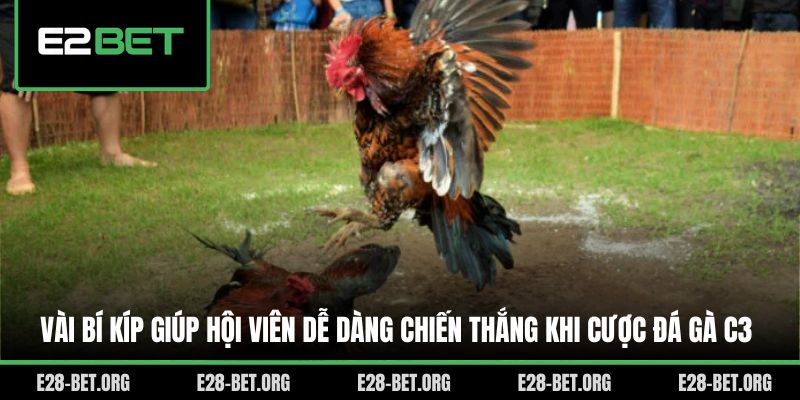Vài bí kíp giúp hội viên dễ dàng chiến thắng khi cược đá gà C3
