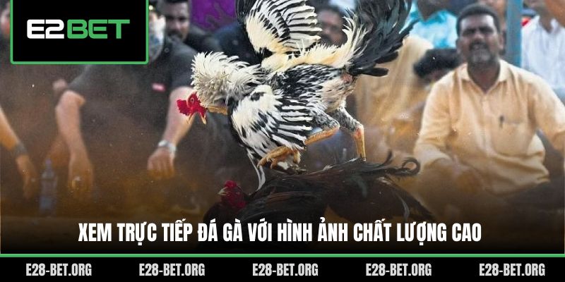 Xem trực tiếp đá gà với hình ảnh chất lượng cao