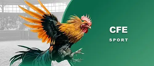 Đá gà e28bet